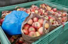 Tizenhat tonna alma fogyott el a vásáron